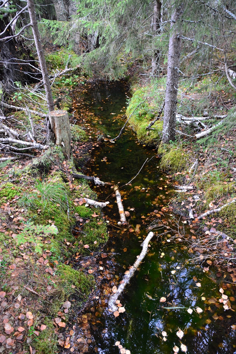 Gräben mit moorigem Wasser